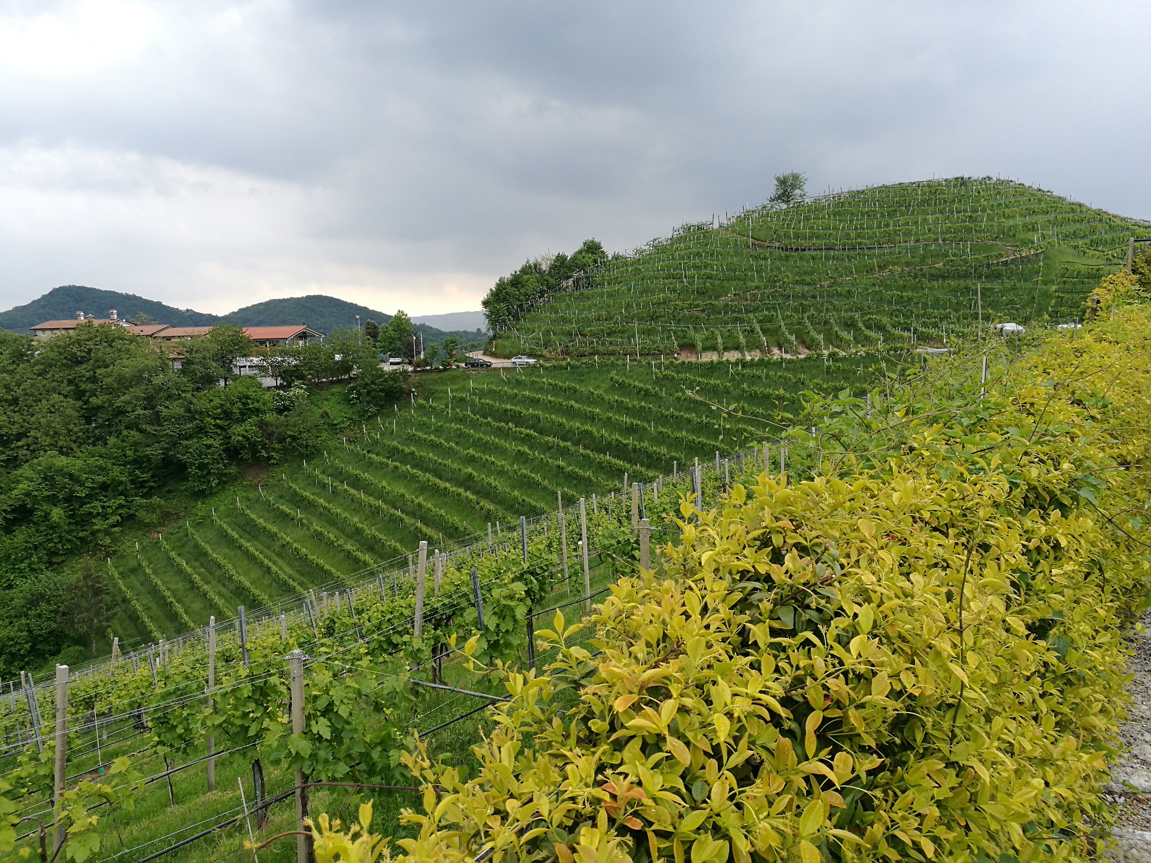 04/05/2017 - Strada del Prosecco e visita guidata presso la Cantina Ca’ Salina di Valdobbiadene (storia del Prosecco e degustazione dei vini)