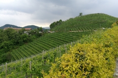 04/05/2017 - Strada del Prosecco e visita guidata presso la Cantina Ca’ Salina di Valdobbiadene (storia del Prosecco e degustazione dei vini)